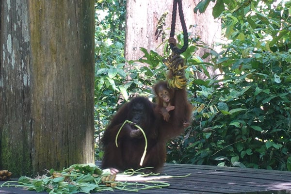 Sepilok Orang Utan Rehabilitation Center Fütterung 3