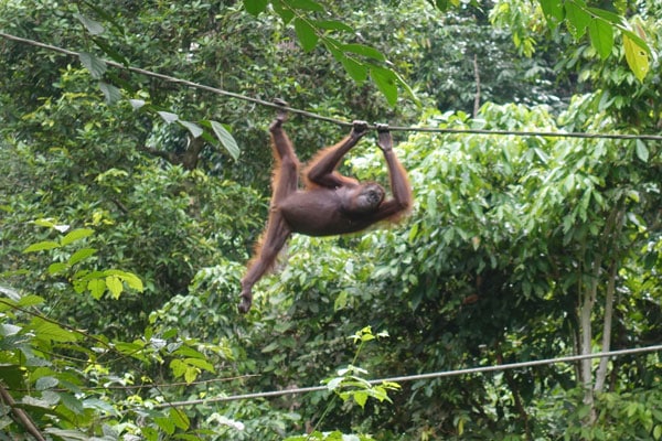 Sepilok Orang Utan Rehabilitation Center Fütterung 4