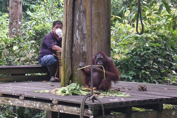 Sepilok Orang Utan Rehabilitation Center Fütterung 5