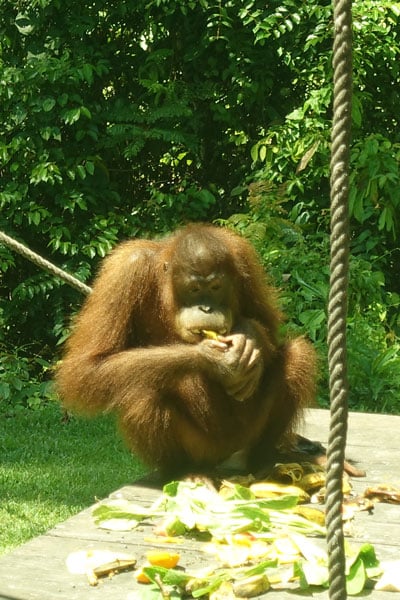 Sepilok Orang Utan Rehabilitation Center Krankenstation 2