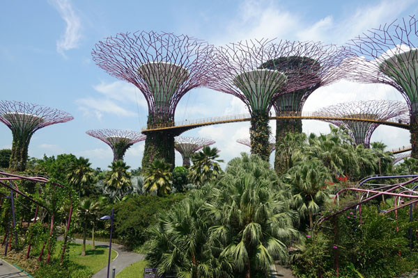 Singapur Sehenswürdigkeiten Marina Bay Gardens by the Bay Blumen 1