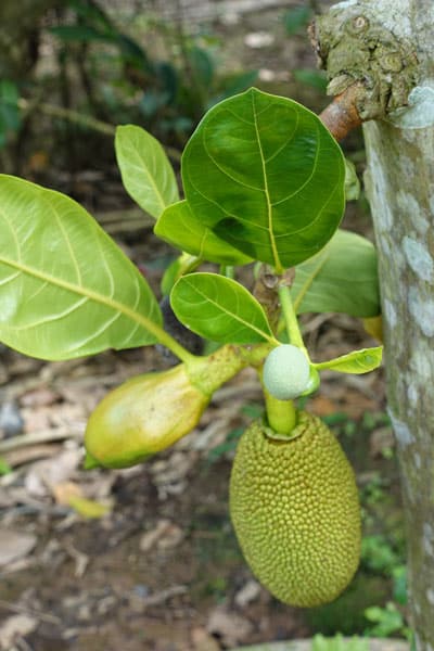 Tagestour Mekong Delta und Cai Be Floating Market Obstplantage 2