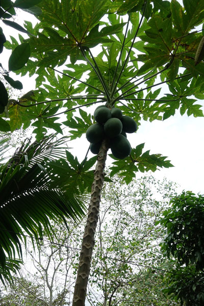 Tagestour Mekong Delta und Cai Be Floating Market Obstplantage 4
