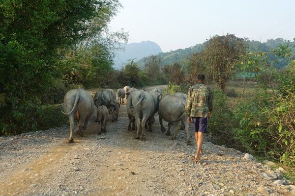 Vang Vieng Umgebung Fahrradtour 3