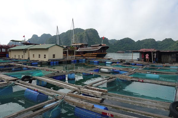 Vietnam Han La Bay Fischzucht 1