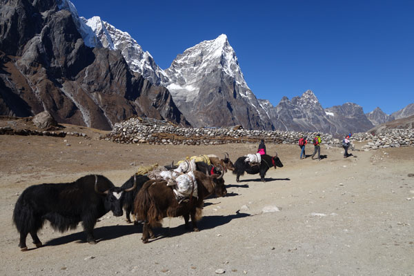 Yak Herde
