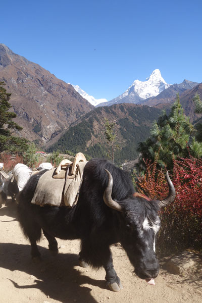 Yak
