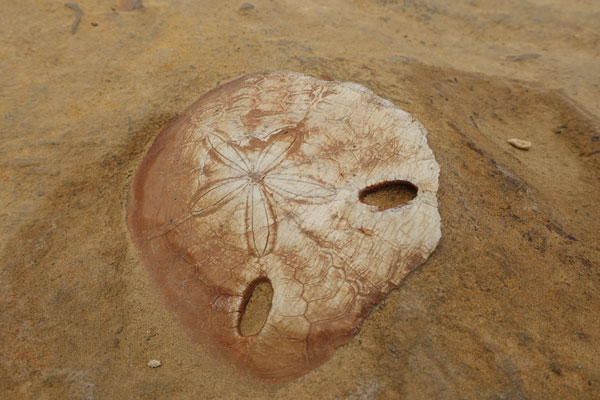 Fossil Yehliu Geopark Tagesausflug von Taipeh Figuren erster Abschnitt Fossil